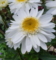 Leucanthemum Superbum 'Margaret'